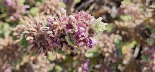 Pseudodictamnus hirsutus