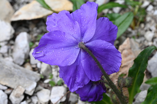 Meconopsis lancifolia, 2026-07-02