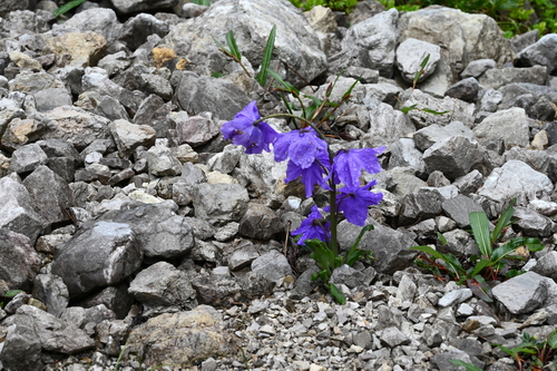 Meconopsis lancifolia, 2026-07-02