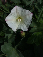 Calystegia purpurata