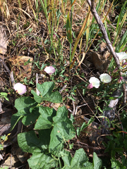 Calystegia purpurata
