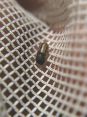 Trypodendron