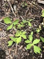 Stylophorum diphyllum