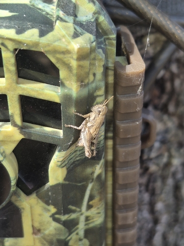 Common Maquis Grasshopper