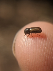 Trypodendron