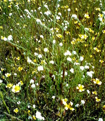 Plagiobothrys scouleri cusickii