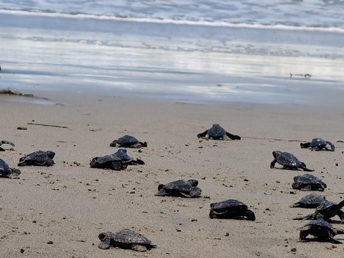 Olive Ridley Sea Turtle
