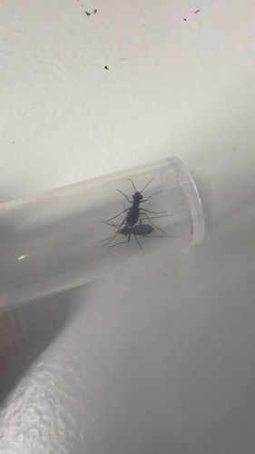 Cylindera kaleea yedoensis