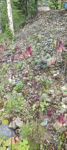Aquilegia oxysepala observed 2026-07-02