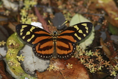 Lycorea halia atergatis