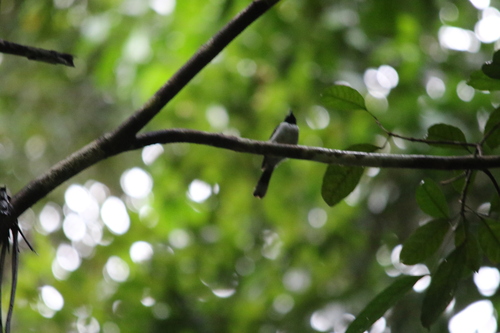 Spot-winged Monarch (Symposiachrus guttula), photo 4