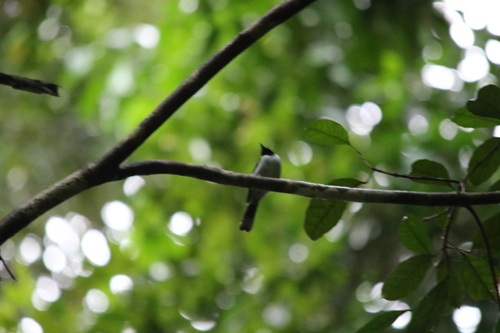 Spot-winged Monarch (Symposiachrus guttula), photo 9