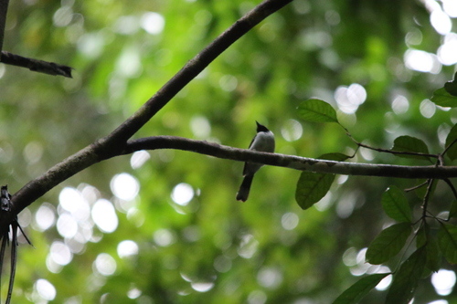 Spot-winged Monarch (Symposiachrus guttula), photo 10