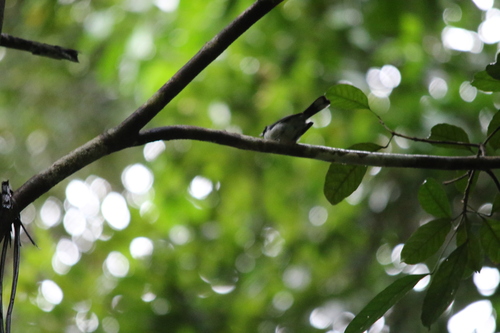 Spot-winged Monarch (Symposiachrus guttula), photo 10