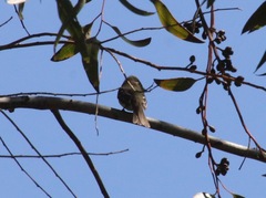 Empidonax difficilis