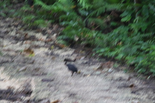 Dusky Megapode (Megapodius freycinet), photo 4