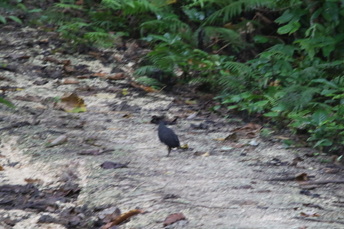 Dusky Megapode (Megapodius freycinet), photo 3