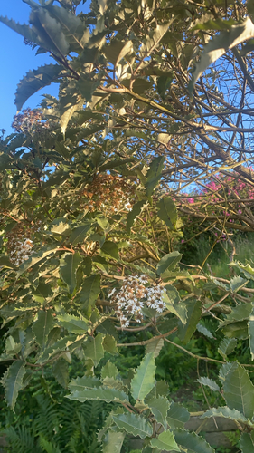 Olearia macrodonta observed 2026-06-30
