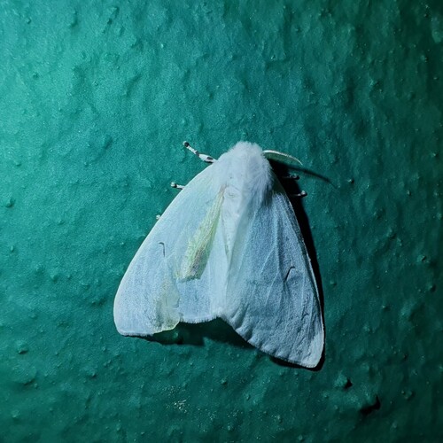 Black V Moth
