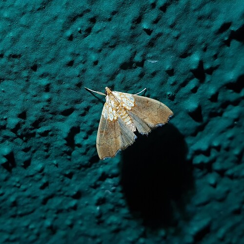 Beautiful Pearl