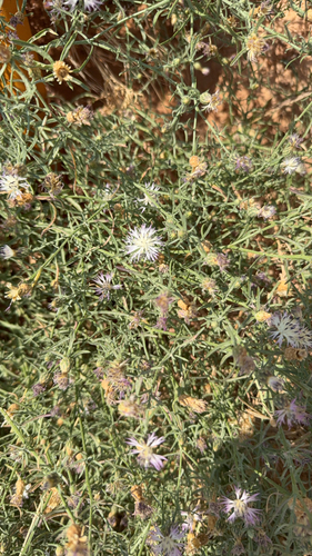 Rough Star-thistle