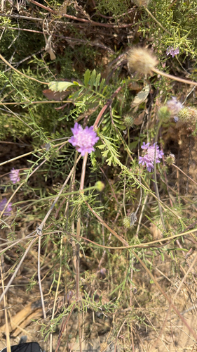 Sweet scabious