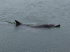 Delphinus