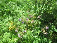 Geranium platyanthum, photograph author not stated, no rights reserved