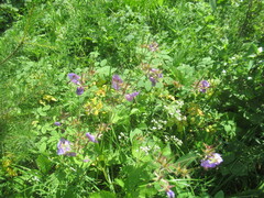 author not stated, no rights reserved Geranium platyanthum, photograph author not stated, no rights reserved