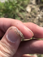 Chariesterus antennator