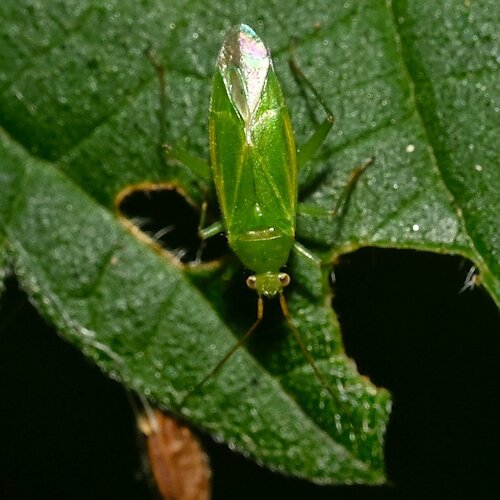 Orthotylus marginalis