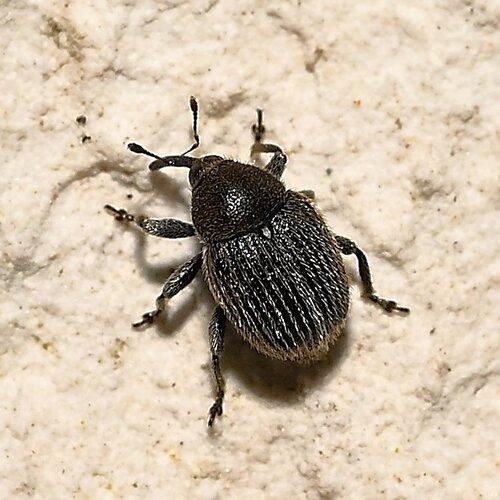 Cleopomiarus graminis