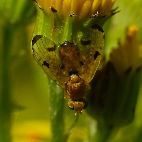 Mottled Thistle Fly