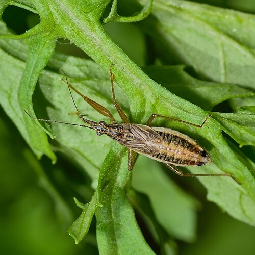 Broad Damsel Bug