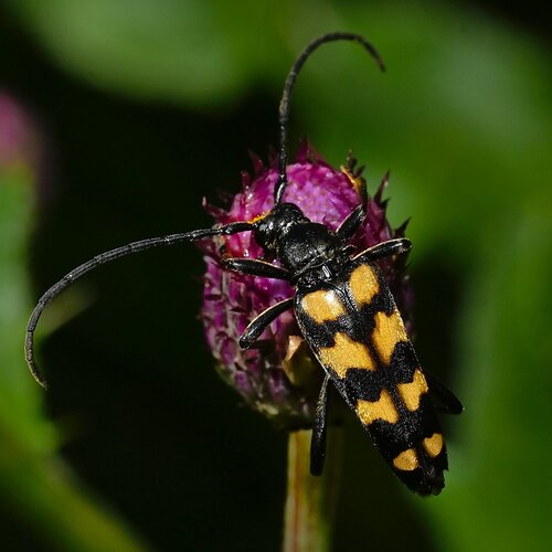 four-banded longhorn beetle