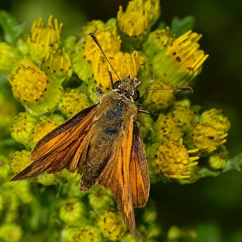 Large Skipper