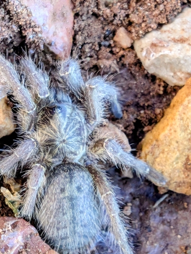 Dictator Baboon Spider