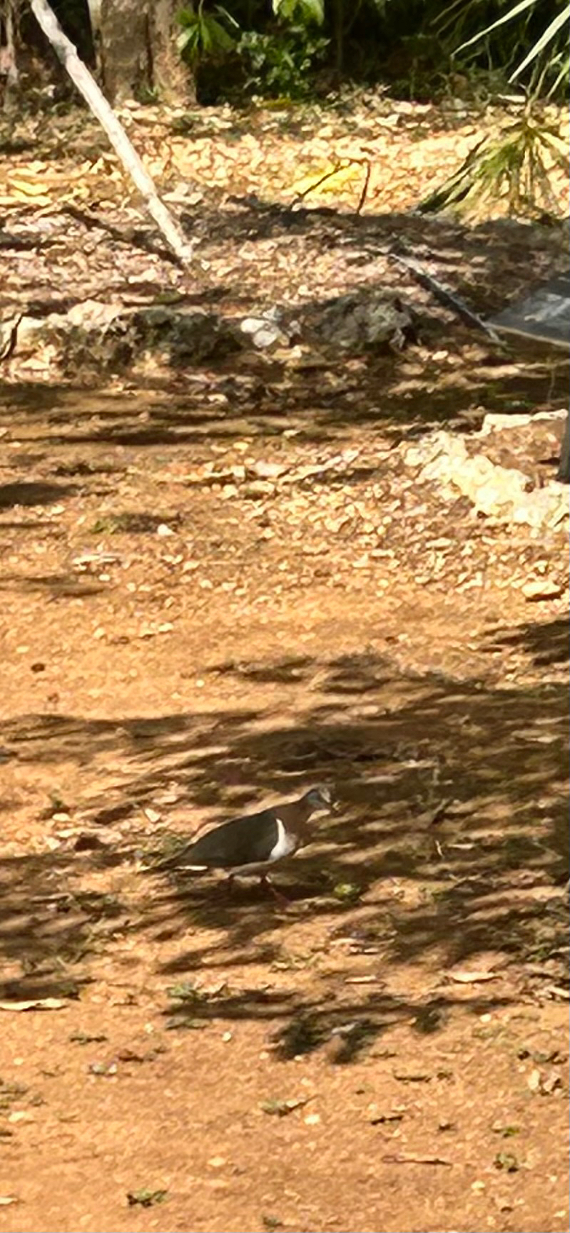 Caribbean Dove (Leptotila jamaicensis), photo 3