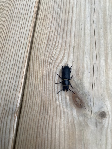 Black Longicorn Beetle
