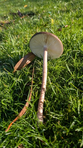 Oudemansiella gigaspora