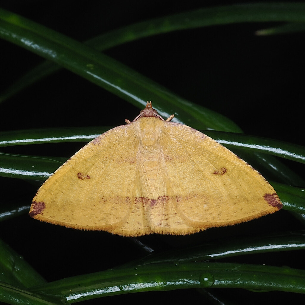 Heterolocha aristonaria