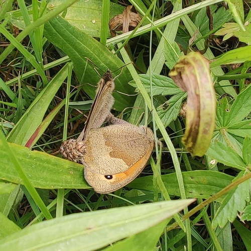 Meadow Brown