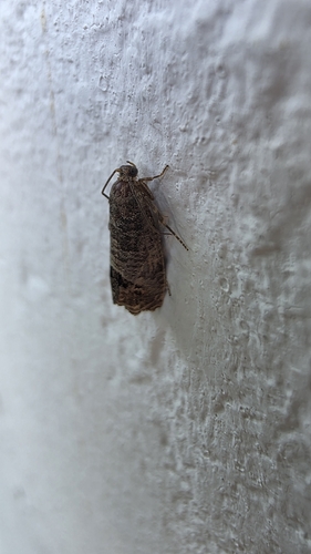 Codling Moth