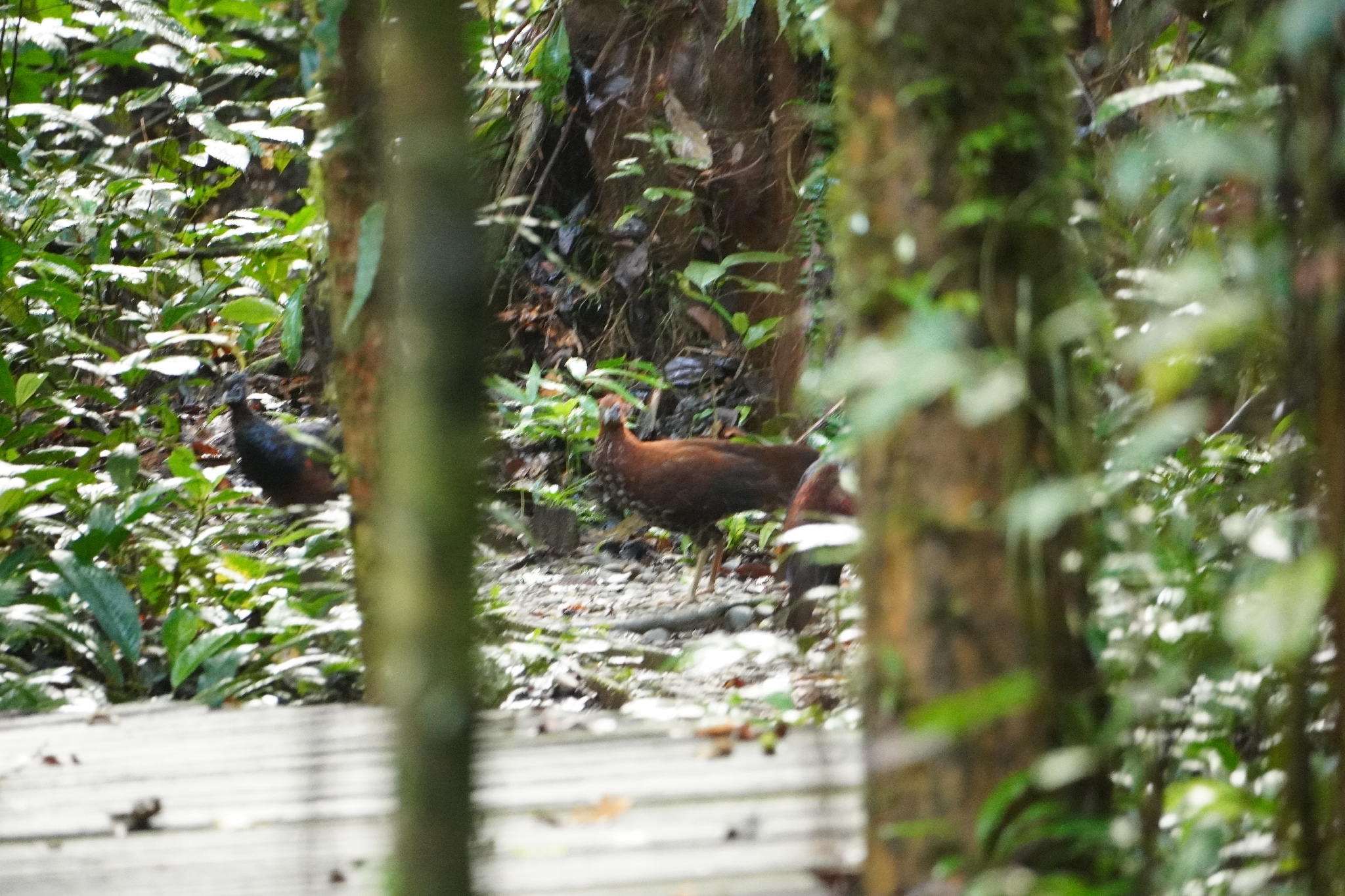Bornean Crested Fireback (Lophura ignita), photo 4