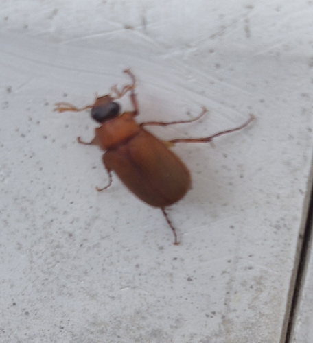 Brown Chafer