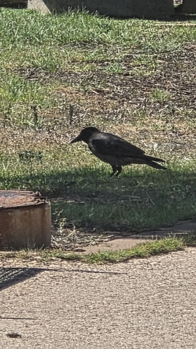 Hooded Crow