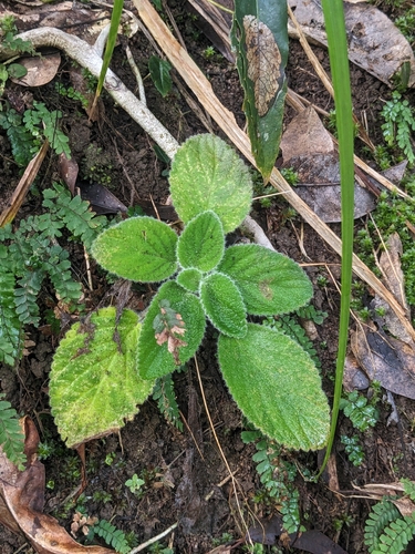Boea hygroscopica, 2026-07-01