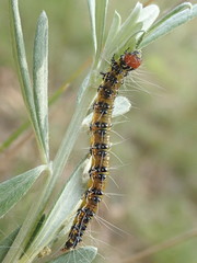 Uresiphita ornithopteralis