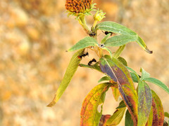 Camponotus chilensis