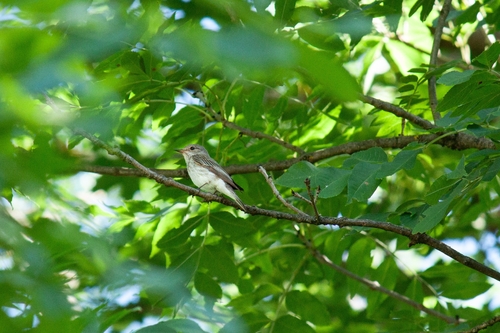 Spotted Flycatcher